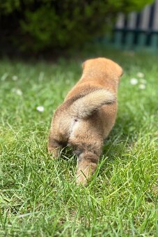 Shiba inu s PP - 7