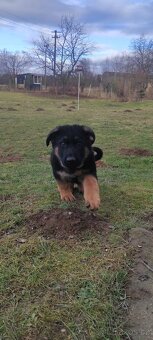 Německý ovčák - štěňata s PP - 7