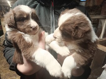 Prodám štěňata border kolie - 7