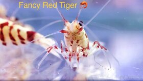 PREMIUM Akva Krevetky a Mini Raciky - 7