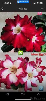 adenium obesum mini - 7