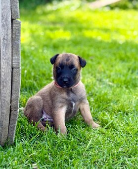 Belgický ovčák malinois s PP - 7