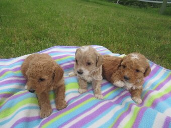 Maltipoo štěňátka - 7