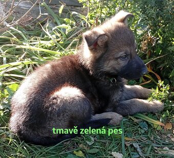 Vlčák - 7