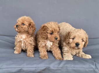Cavapoo - 7
