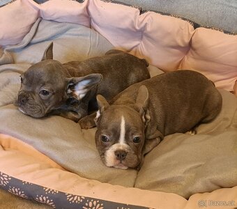 Francouzský buldoček, šteniatka modré a čierne na predaj - 7