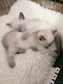 Krytí britský colorpoint blue-Praha západ - 7