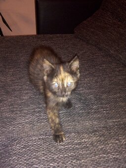 Daruji koťátka - 7