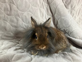 Zakrslý králík Teddy, lvíček i krátkosrstý - 7