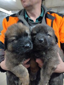 Leonberger x Kavkazský pastevecký pes - 7