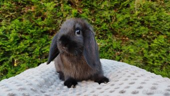 Zakrslý beránek, králíček, králík - PEGAS - 7