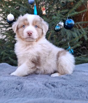 Australský ovčák s PP - 7