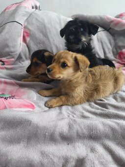 Jorkšírský teriér x pinč - 7