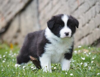 Border kolie s PP - kluk - 7