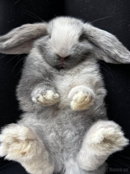 Minilop zakrslý králíček - 7