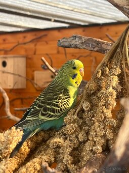 Andulka Vlnkovaná - 7