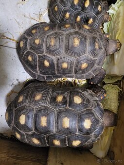 Chovné želvy uhlířské - 7