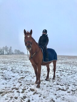 Pronájem hodného valacha ČT - 7