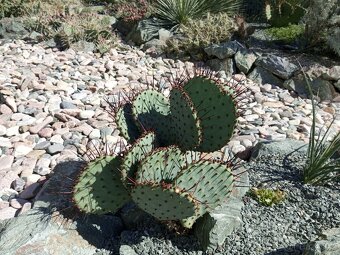 Juky, opuncie,agave - 7