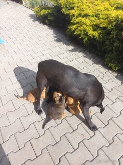 štěňátka křížence Labradora a Ridgebacka - 7