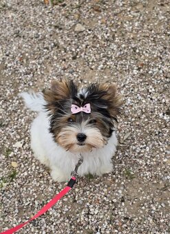 Biewer terrier -  fenka  s PP - 7