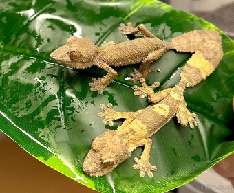 Phelsuma & Geckos - 7