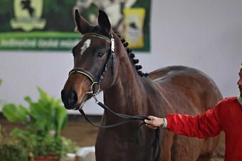 Kvalitní klisna pro chov - 7