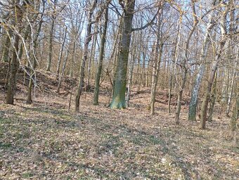 Krásný pozemek u Trnobran, u Litoměřic; louka u lesa - 7