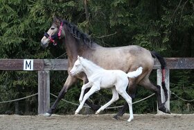 Mare with cremello foal - 7