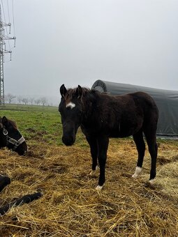 Prodám qh klisnu nar. 05/2024 - 7
