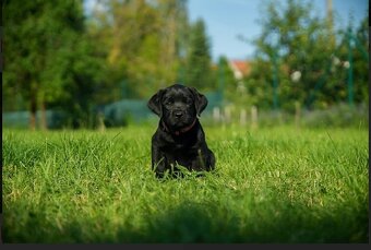 Štěňátka s PP Labradorský retriever - 7