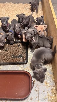 Americký stafordšírský teriér - 7