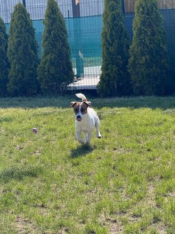 Jack Russel - 7