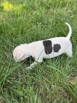 Americký pitbulteriér APBT s PP - 7