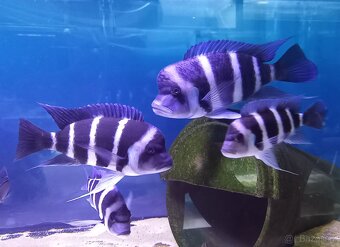 Gibberosa ,Frontosa - 7
