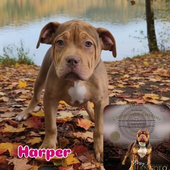 American bully - 7