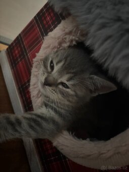 Britská koťátka - 7