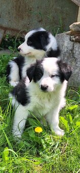 Border kolie - 7