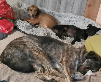 Pohlidám vašeho pejska. Plzeň - 7