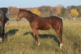 Tiebreak - letošní hřebeček - 7