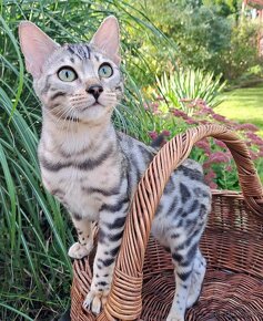 PŘEDBĚŽNÁ REZERVACE LUXUSNÍ Bengálská stříbrná koťáta s PP - 7