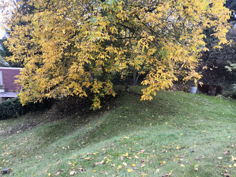 Prodej zahrada Děčín - 7