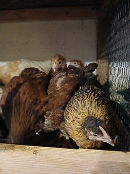 Dominant, slepice, kuřice - 7