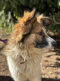 MARCUS - kastrovaný psík 1 rok - 7