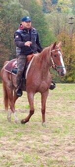 4l plavá kobyla ,x ČT,ČSP a 3l mix Qh - 7