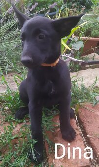 Belgický ovčák malinois - 7