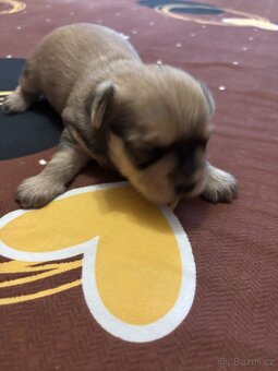 Štěňátka JORKŠÍR@GRIFONKA - 7