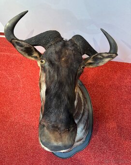 Lovecká trofej Pakoně Žíhaného - 7