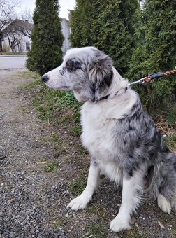 Štěňata border kolie - 7