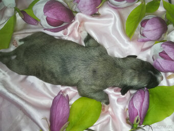 Whippet fenčka bez PP - rodiče fci PP. - 7